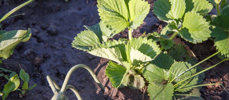 Med sommeren lige rundt om hjørnet er det på tide at tilføje højbede i cortenstål